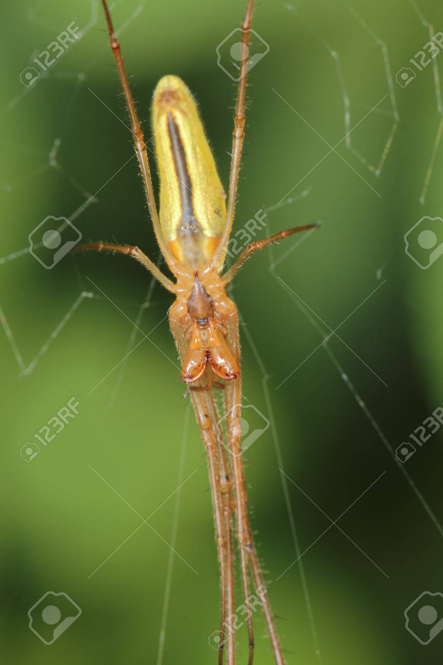 etiam-dictum-ipsum-a-felis