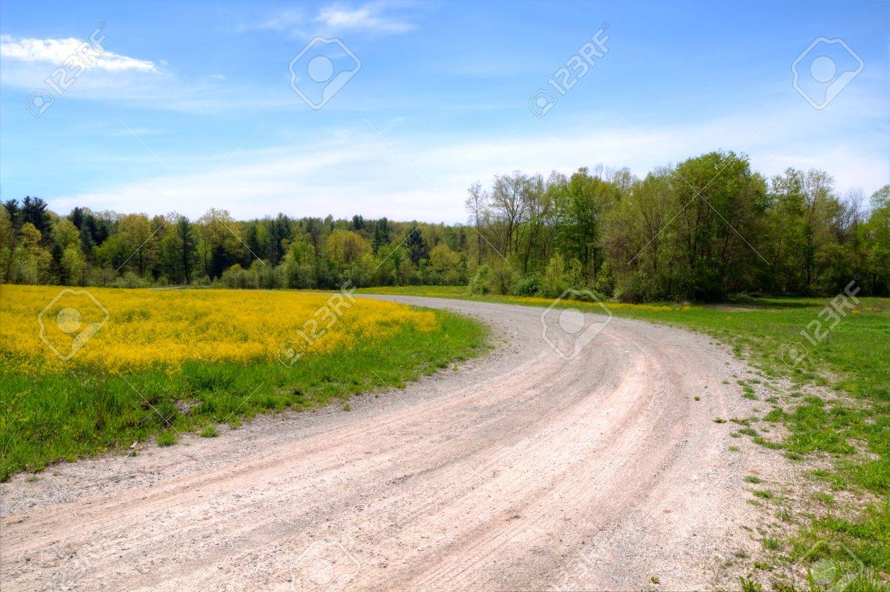 肩の黄色の花々 のフィールドを持つ曲がり道の風が国の未舗装の道路に戻ってダウン の写真素材 画像素材 Image 肩の黄色の花々 のフィールドを持つ曲がり道の風が国の未舗装の道路に戻ってダウン の写真素材 画像素材 Image