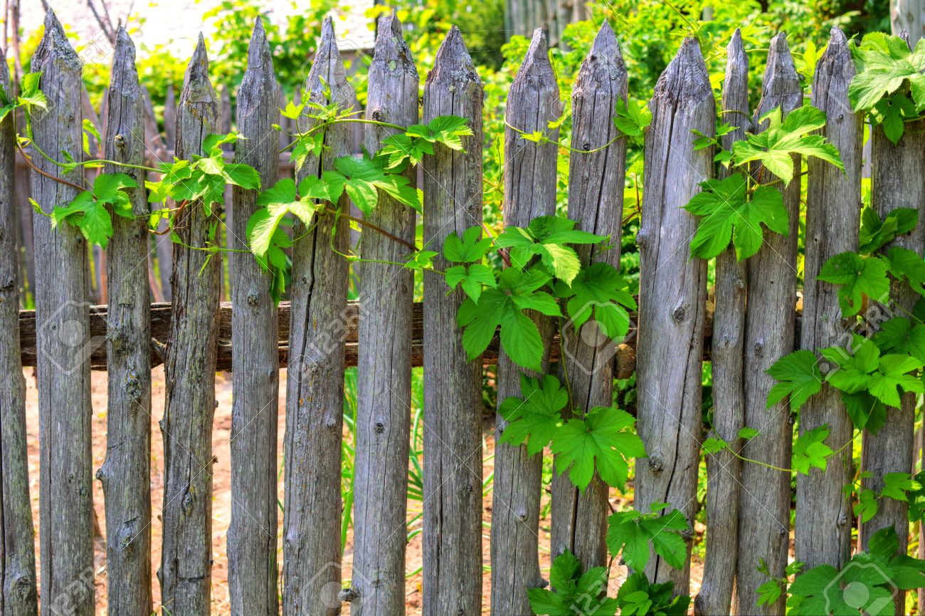 Clôture De Jardin Simple Et Rustique Avec Treille. Banque D\'Images ... Clôture De Jardin Simple Et Rustique Avec Treille. Banque D\'Images ...