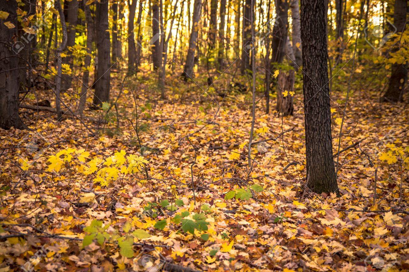 Autumn Forest Background Forest Floor Covered In Fallen Autumn Stock Photo Picture And Royalty Free Image Image