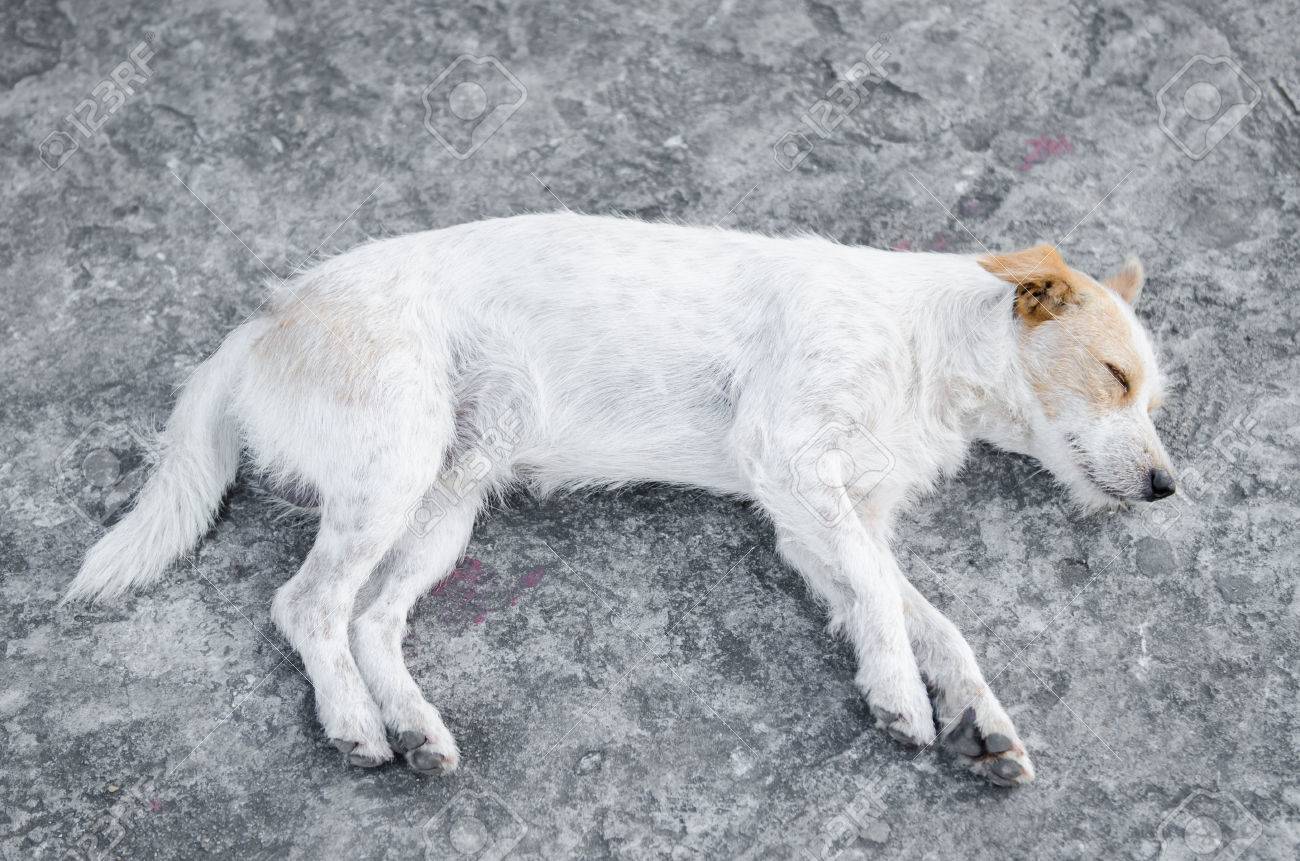 etiam-dictum-ipsum-a-felis