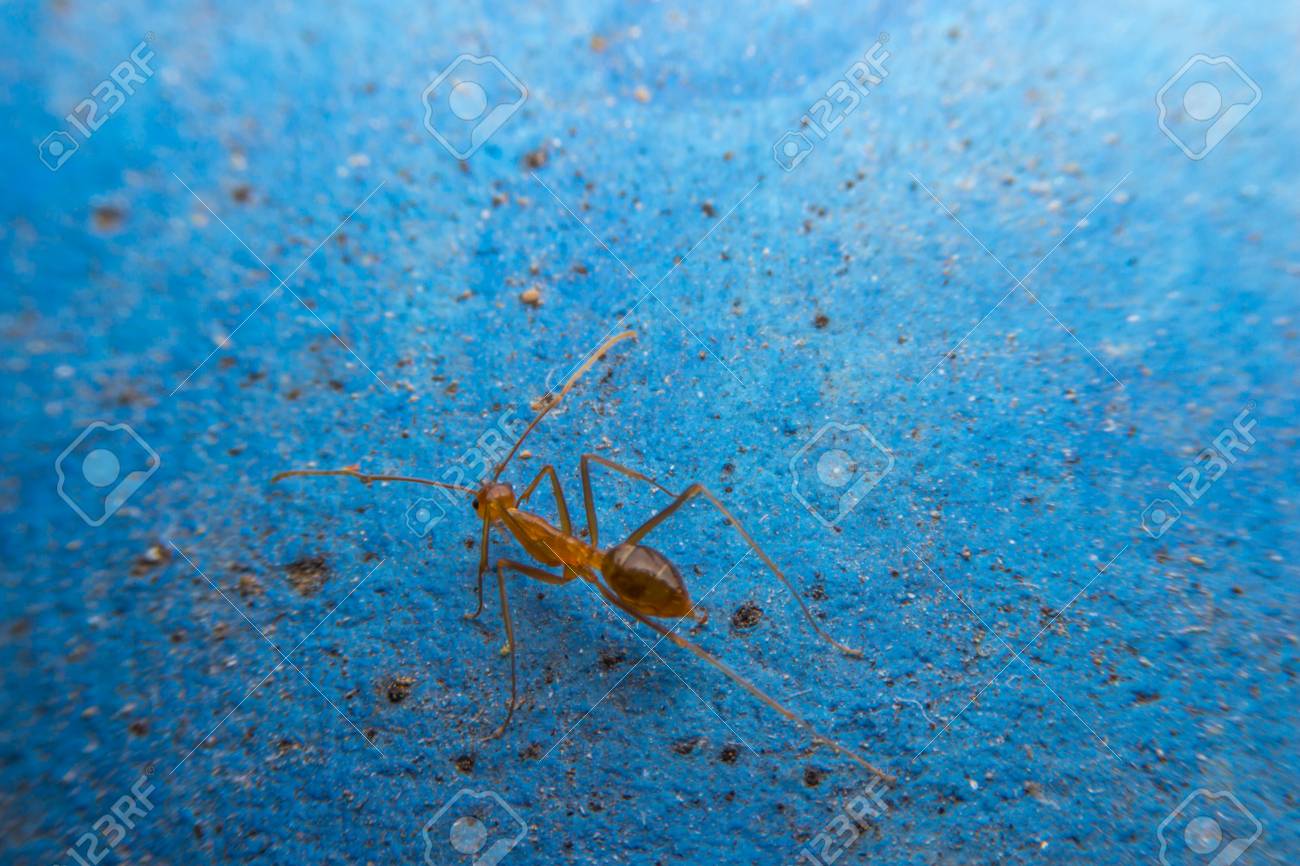 青い背景の赤いアリ の写真素材 画像素材 Image