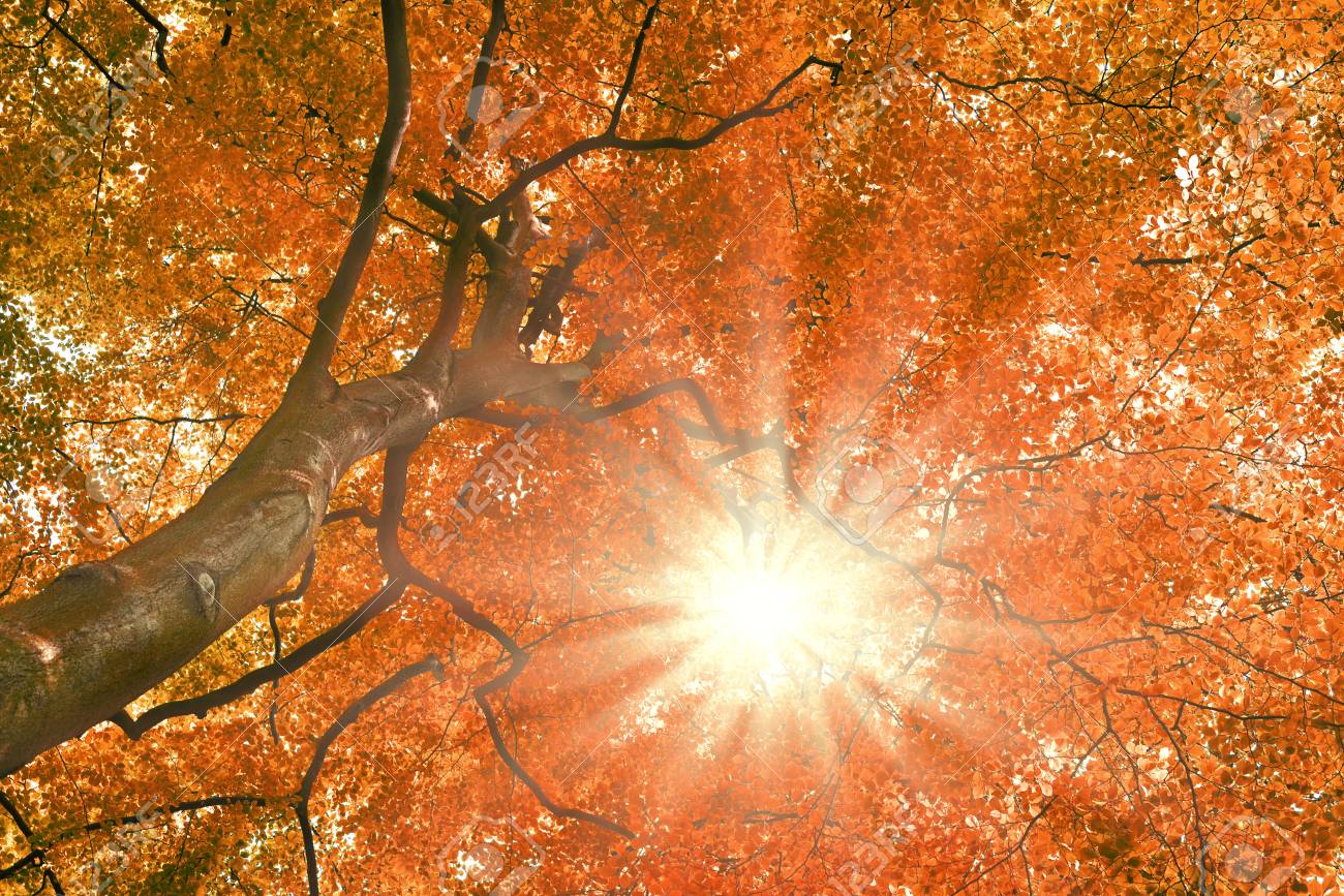 Immagini Stock Faggio Con Il Sole Luminoso Priorita Bassa Della Natura In Autunno Con Copyspace E Foglie Rosse Image