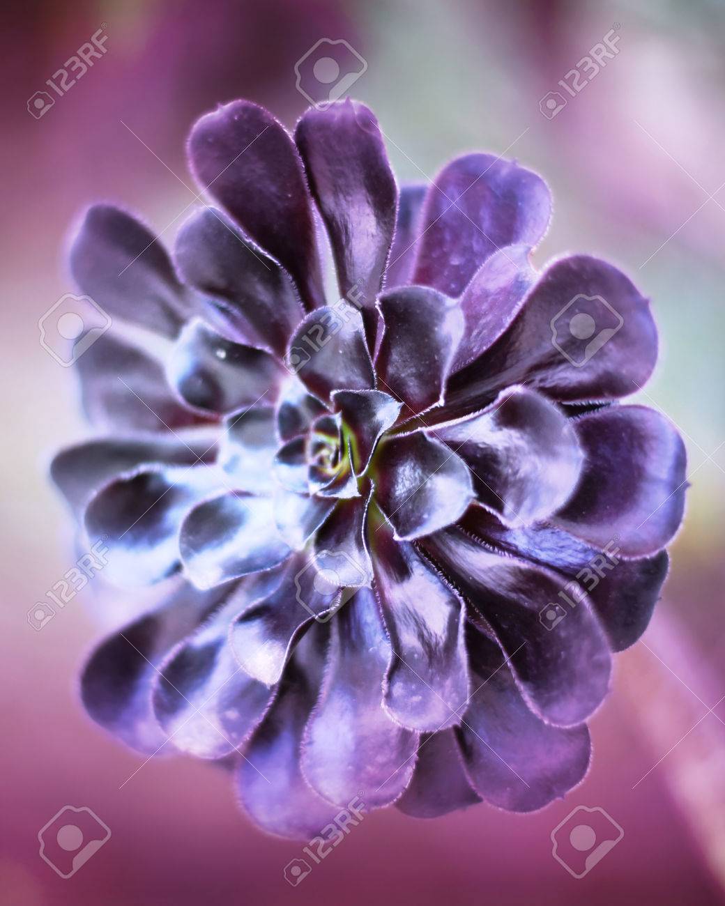 多肉の花 アエオニウム属 Zwartkop Copyspace で砂漠の花の選択と集中 自然の背景 の写真素材 画像素材 Image 多肉の花 アエオニウム属 Zwartkop Copyspace で砂漠の花の選択と集中 自然の背景 の写真素材 画像素材 Image