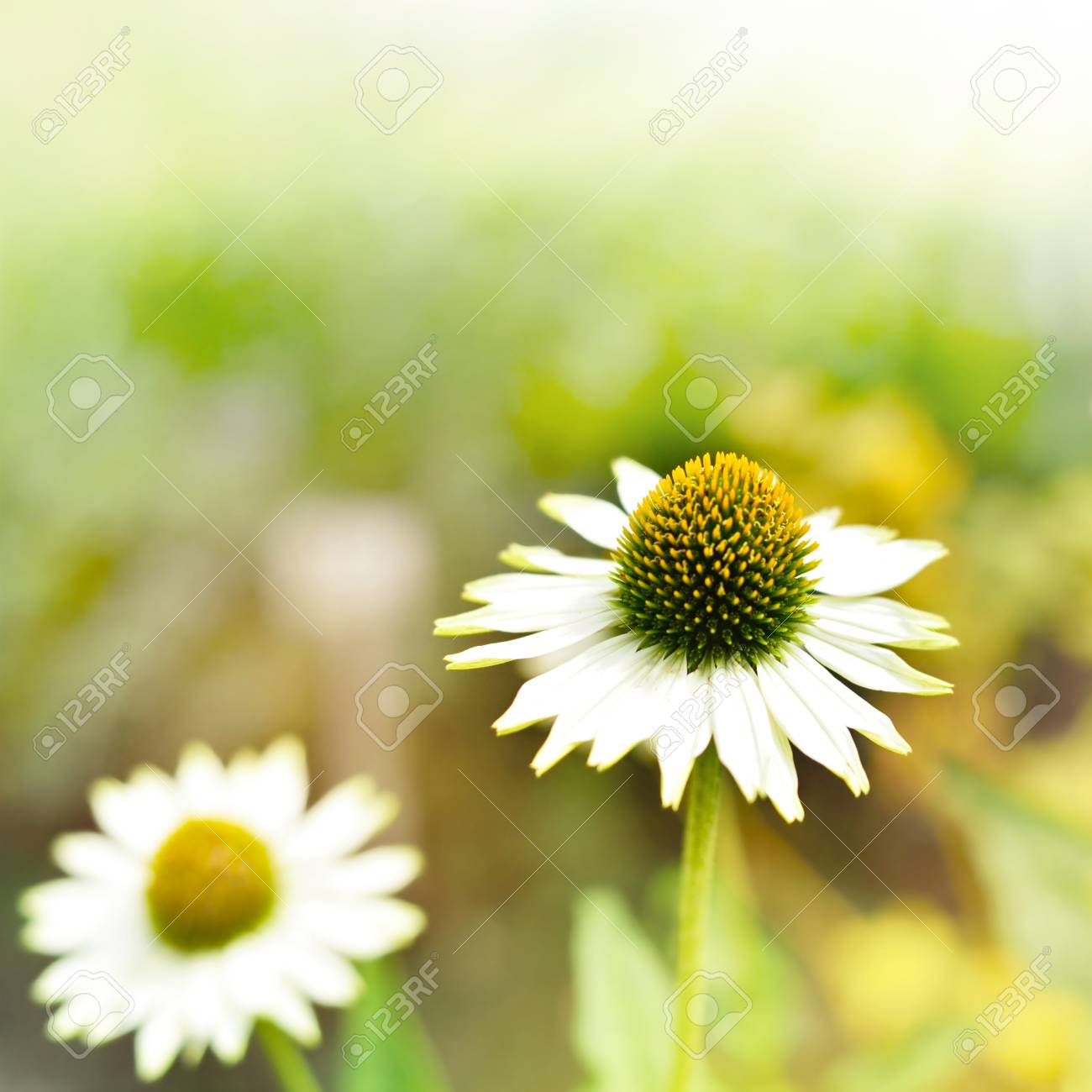 マーガレットや太陽の下で白い花 コピー領域と選択的な野生の花は前景に焦点を当てます の写真素材 画像素材 Image マーガレットや太陽の下で白い花 コピー領域と選択的な野生の花は前景に焦点を当てます の写真素材 画像素材 Image