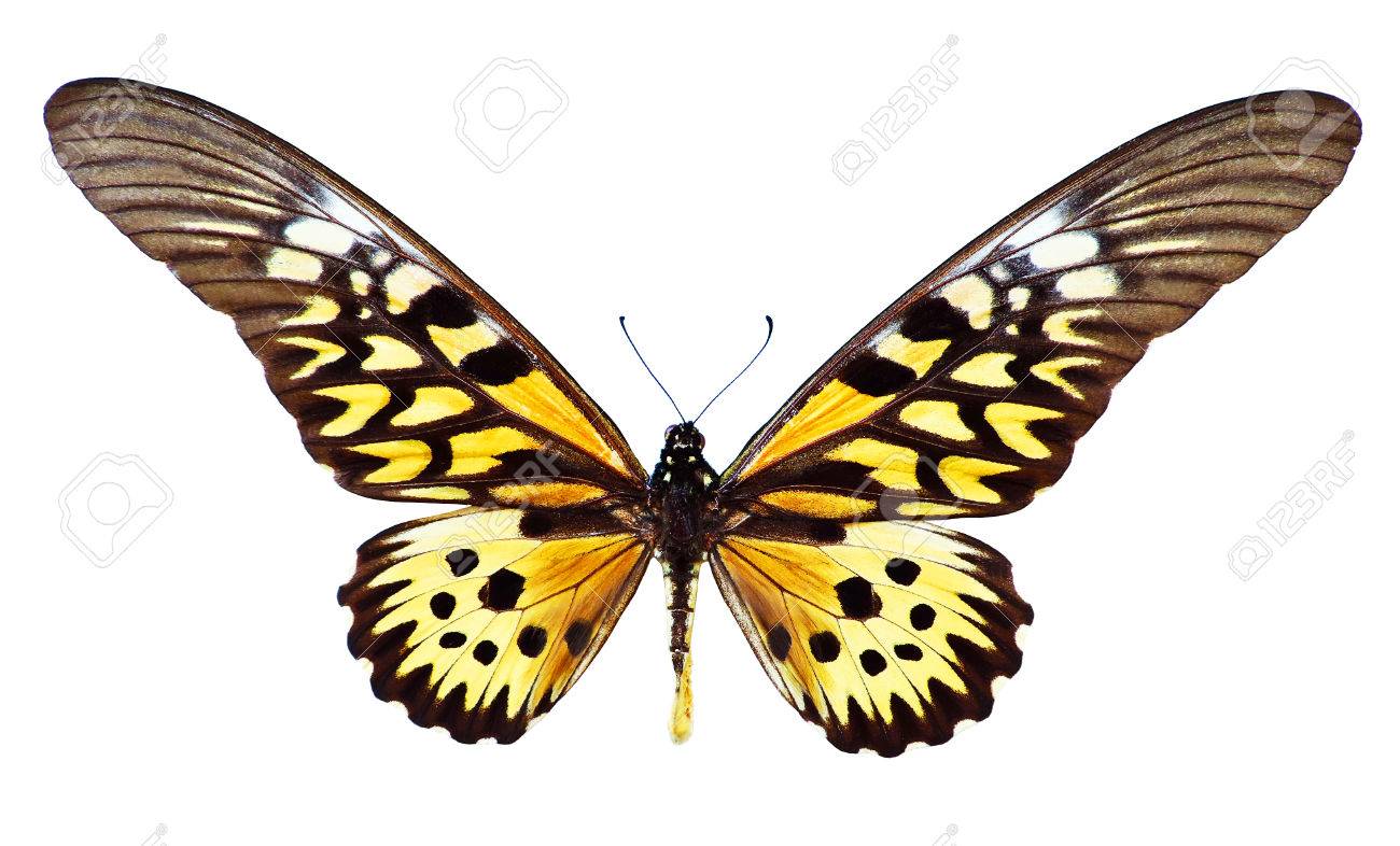 巨大なアフリカ アゲハ、ドルーリーオオアゲハ、白で隔離の写真
