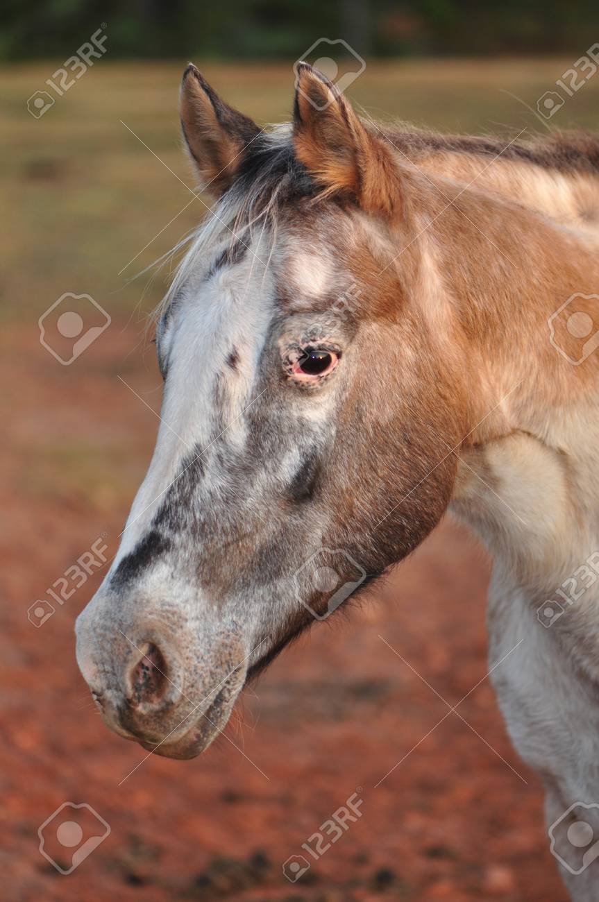 appaloosa gris