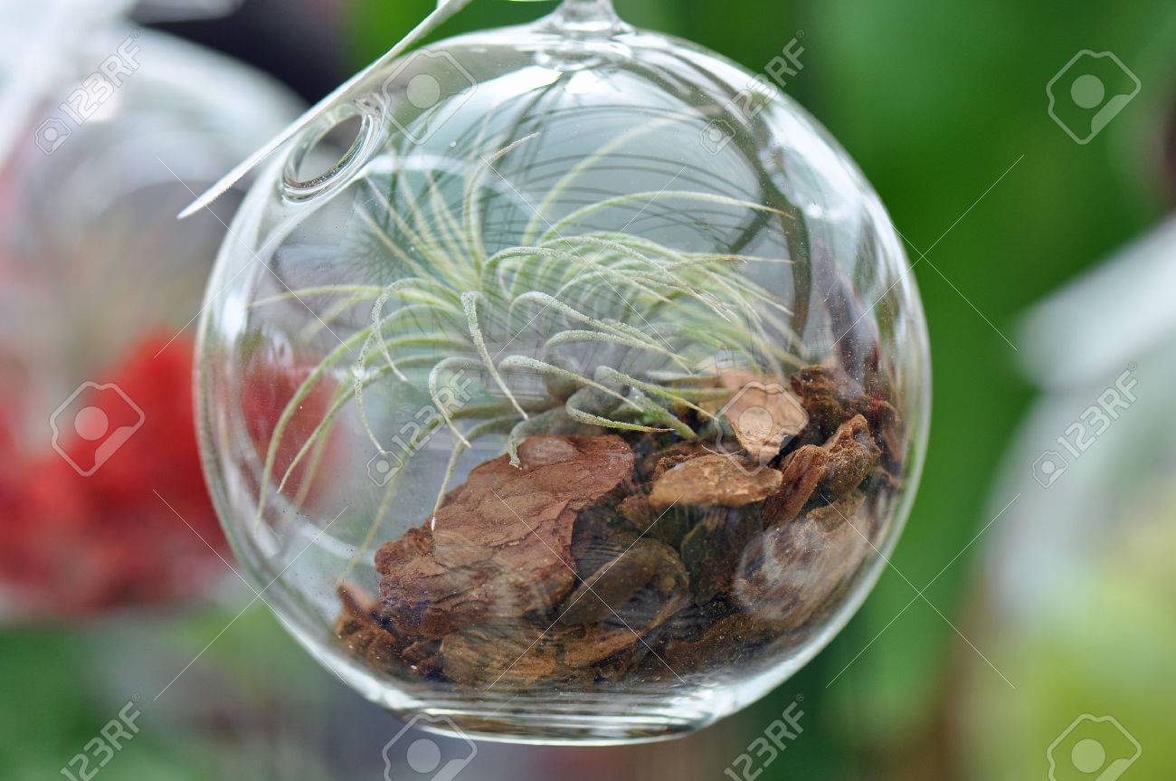 Hängende Glaskugel Terrarium Mit Pflanzen Im Inneren Wächst Lizenzfreie  Fotos, Bilder und Stock Fotografie. Image 40160257.