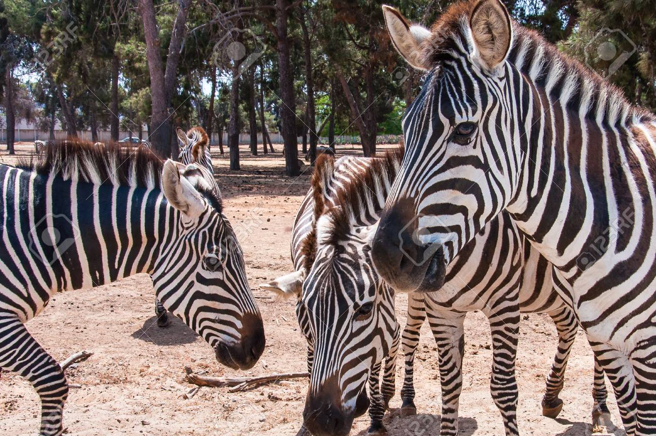 シマウマのグループの肖像画。黒と白のストライプと勃起したたてがみのあるアフリカの野生の馬。の写真素材・画像素材 Image 112957694