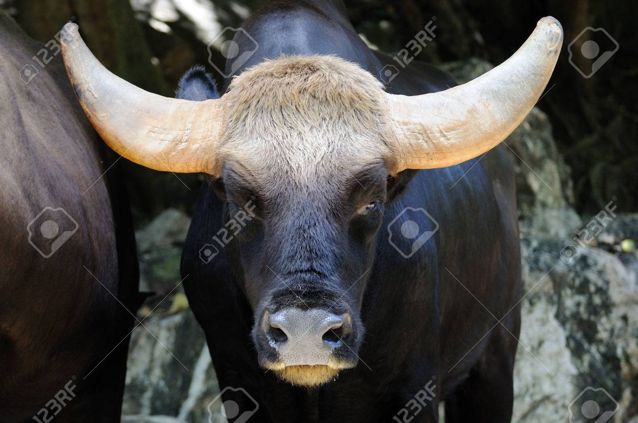 boeuf sauvage d asie en 4 lettres