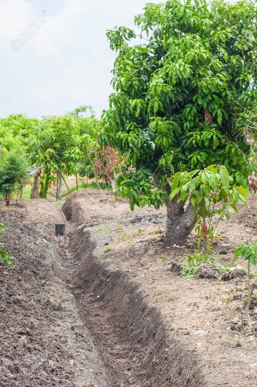 庭に果物の木とどぶ溝 の写真素材 画像素材 Image