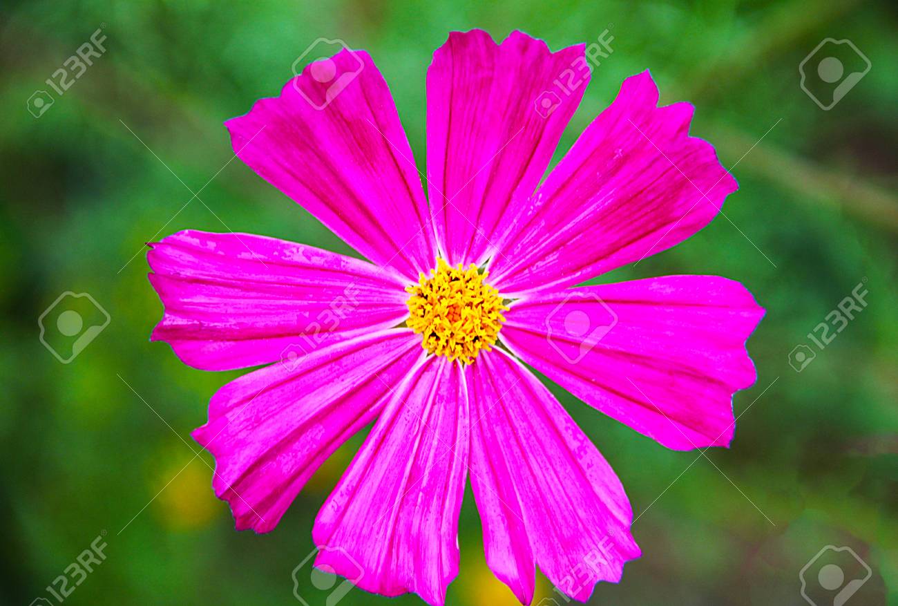 8枚の花びらとぼやけた緑色の背景に黄色のコアを持つ大きな明るい色のコスメイ コスモス スペース の花 の写真素材 画像素材 Image