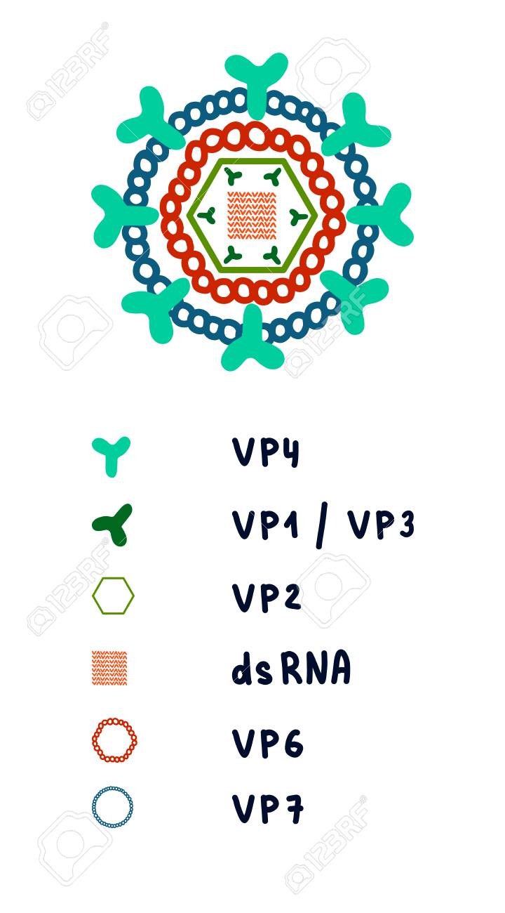 로타바이러스 구조 그림 포스터 배너 인쇄 프리젠테이션 및 기사 바이러스학 및 과학 체계에 대한 최소한의 스타일로 그려진 복잡한 아키텍처  게놈 단백질 손 로열티 무료 사진, 그림, 이미지 그리고 스톡포토그래피. Image 116798858