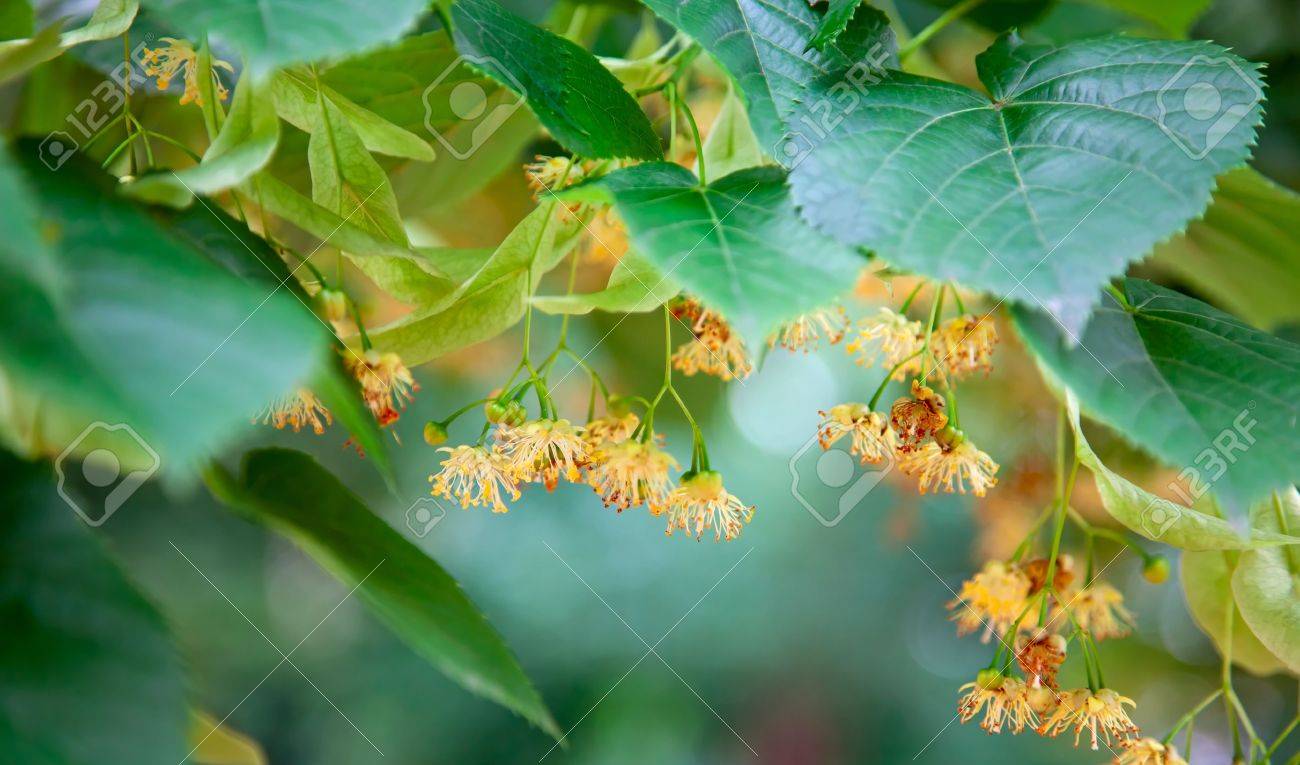 シナノキの種の石灰木の花は 通常 に 40 メートルの高さで斜め心臓形の葉 Teil 間 6 に センチでは菩提樹の木の古い名前を香り のよい生成に達する大型の落葉性の木と花の蜜を生産 T の写真素材 画像素材 Image