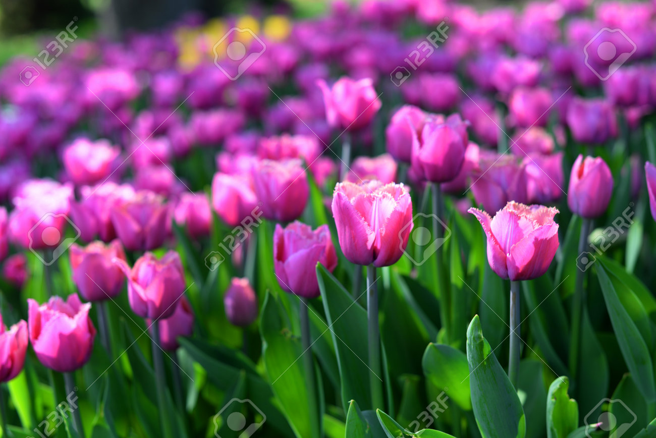 field with tulips purple colors on nature - 161212498 field with tulips purple colors on nature - 161212498