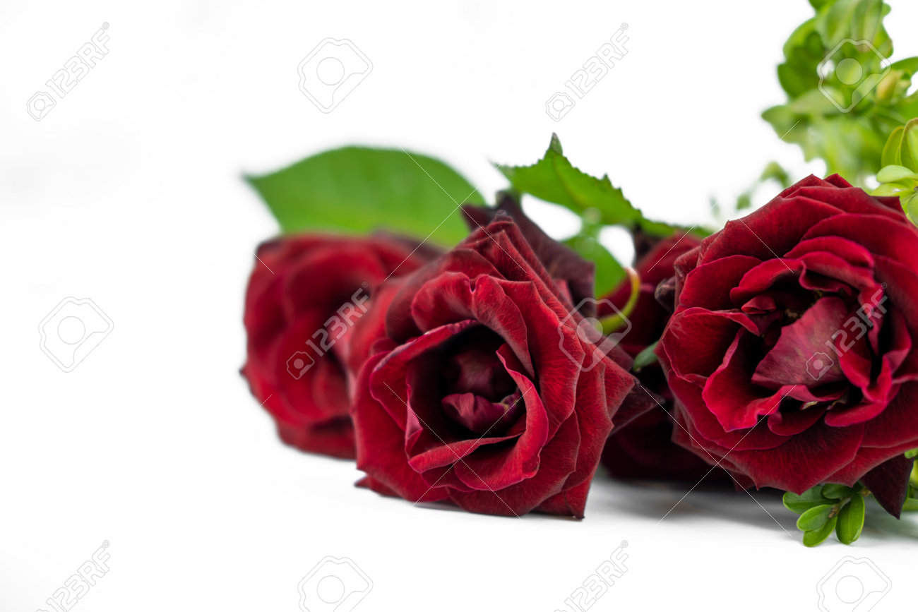 banner with flower bouquet of red roses on isolated white background with copy space for valentines day holiday - 160849410 banner with flower bouquet of red roses on isolated white background with copy space for valentines day holiday - 160849410
