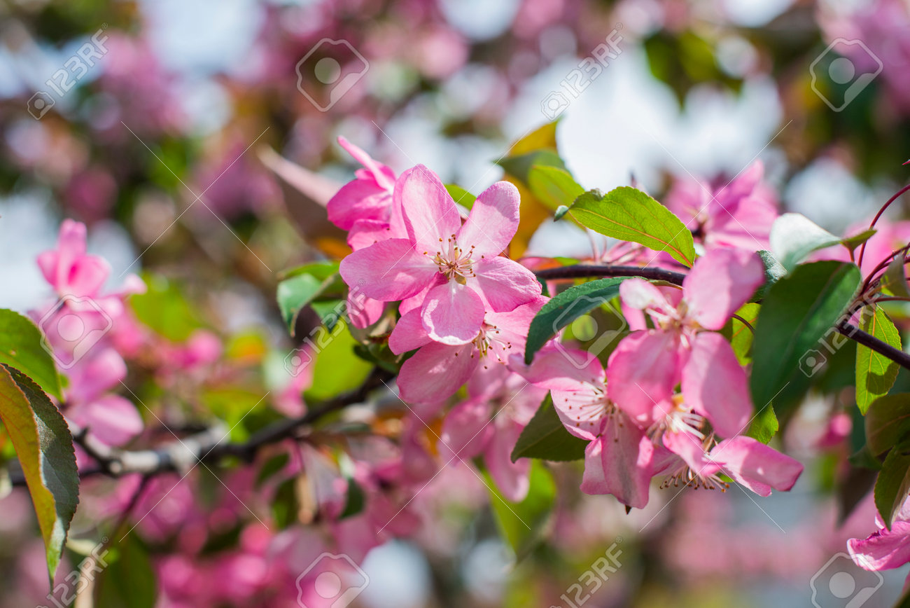 blossoming apple tree with flowers in the spring garden - 162553571 blossoming apple tree with flowers in the spring garden - 162553571