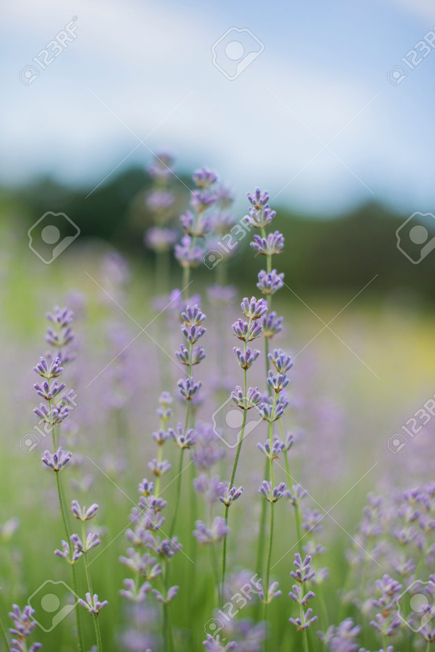 beautiful field with lavender lilac flowers - 162659316 beautiful field with lavender lilac flowers - 162659316