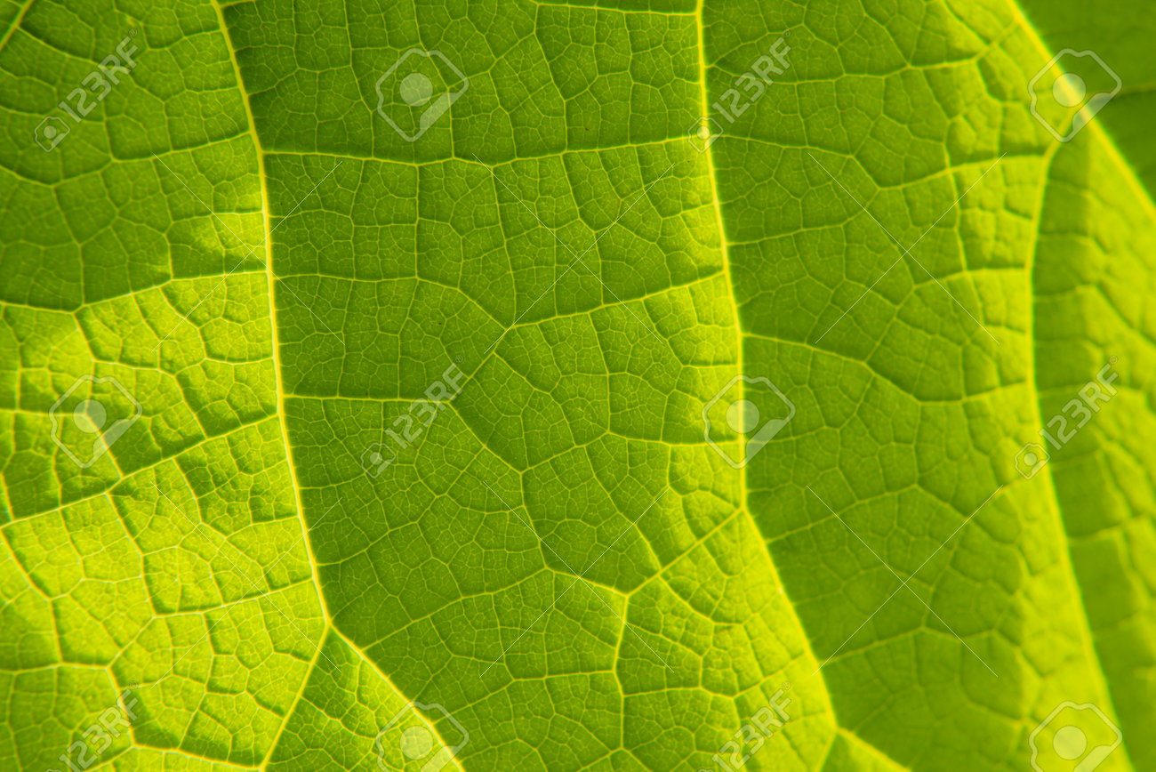 palm leaf green tropical background wallpaper closeup - 162659320 palm leaf green tropical background wallpaper closeup - 162659320