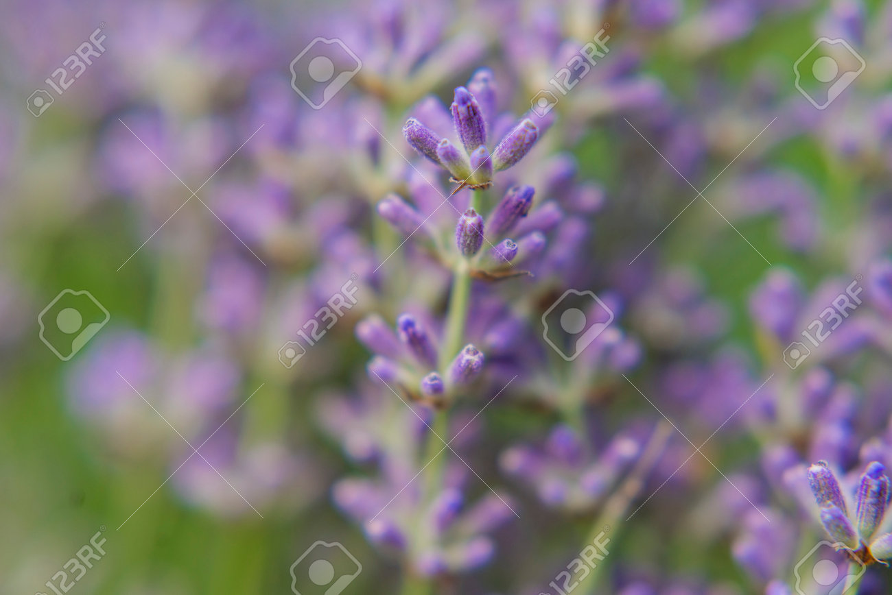 beautiful field with lavender lilac flowers - 162742111 beautiful field with lavender lilac flowers - 162742111