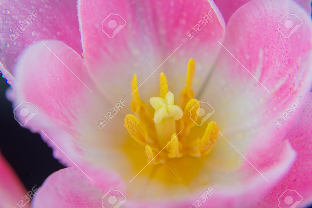 pink tulip flower macro close-up with dew drops - 162742188 pink tulip flower macro close-up with dew drops - 162742188