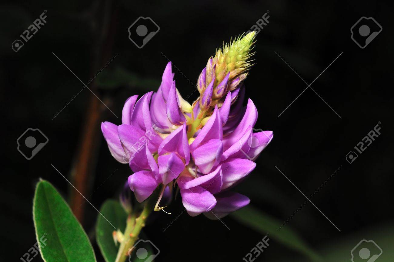 Chiangdao 山 タイの珍しい花 の写真素材 画像素材 Image