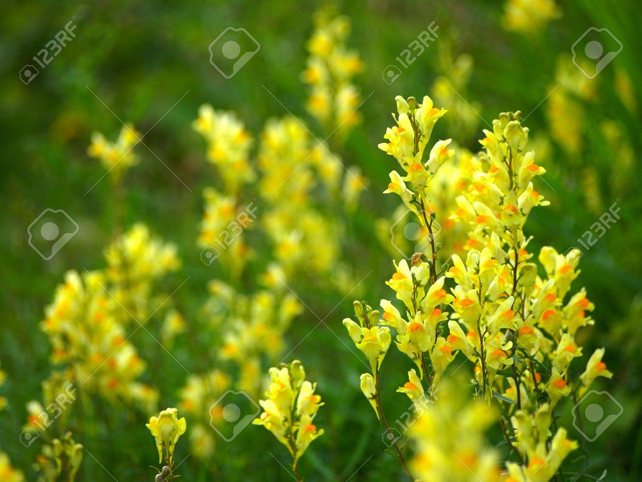 雑草の黄色い花 の写真素材 画像素材 Image