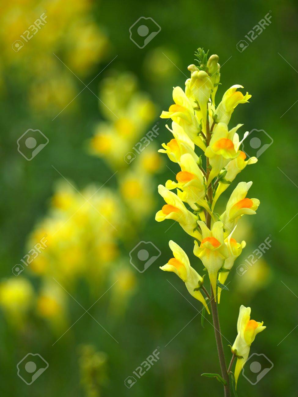 雑草の黄色い花 の写真素材 画像素材 Image