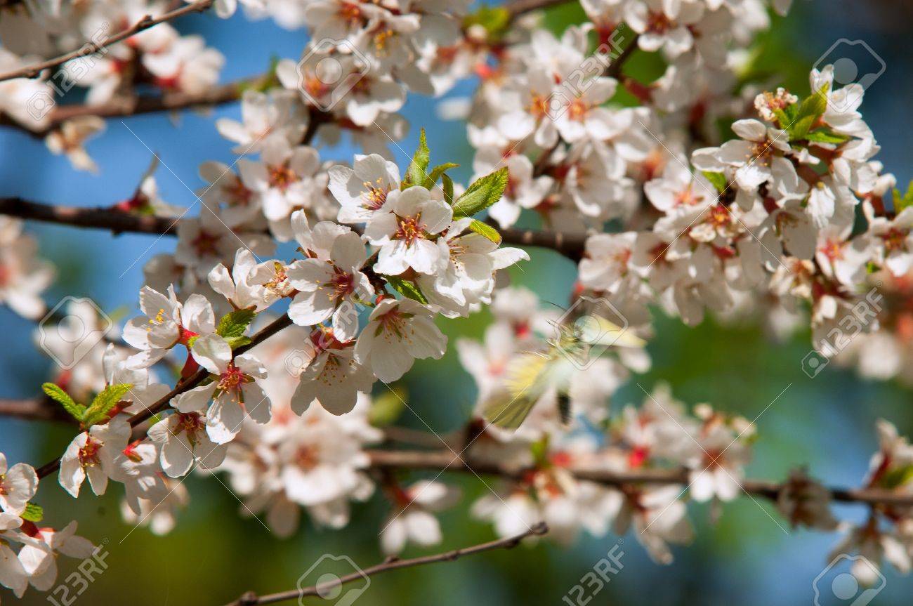 Fleurs De Nankin Prunus Tomentosa De Cerisier Au Printemps Fleur De Printemps Floraison Des Rosacées Belle Fleur De Cerisier Fleurs De Cerisier