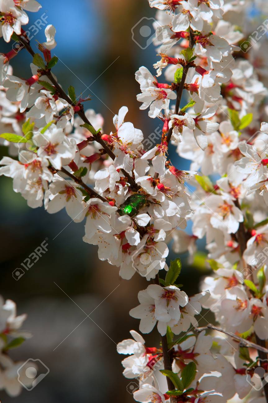 南京桜春のユスラウメの花 春の花 咲くバラ 京都の美しい桜 春には桜のピンク花 新鮮な緑の芝生に堂々 と開花の大きな桜の木の装飾用庭 の写真素材 画像素材 Image 南京桜春のユスラウメの花 春の花 咲くバラ 京都の美しい桜 春には桜のピンク花 新鮮な緑の芝生に堂々 と開花の大きな桜の木の装飾用庭 の写真素材 画像素材 Image