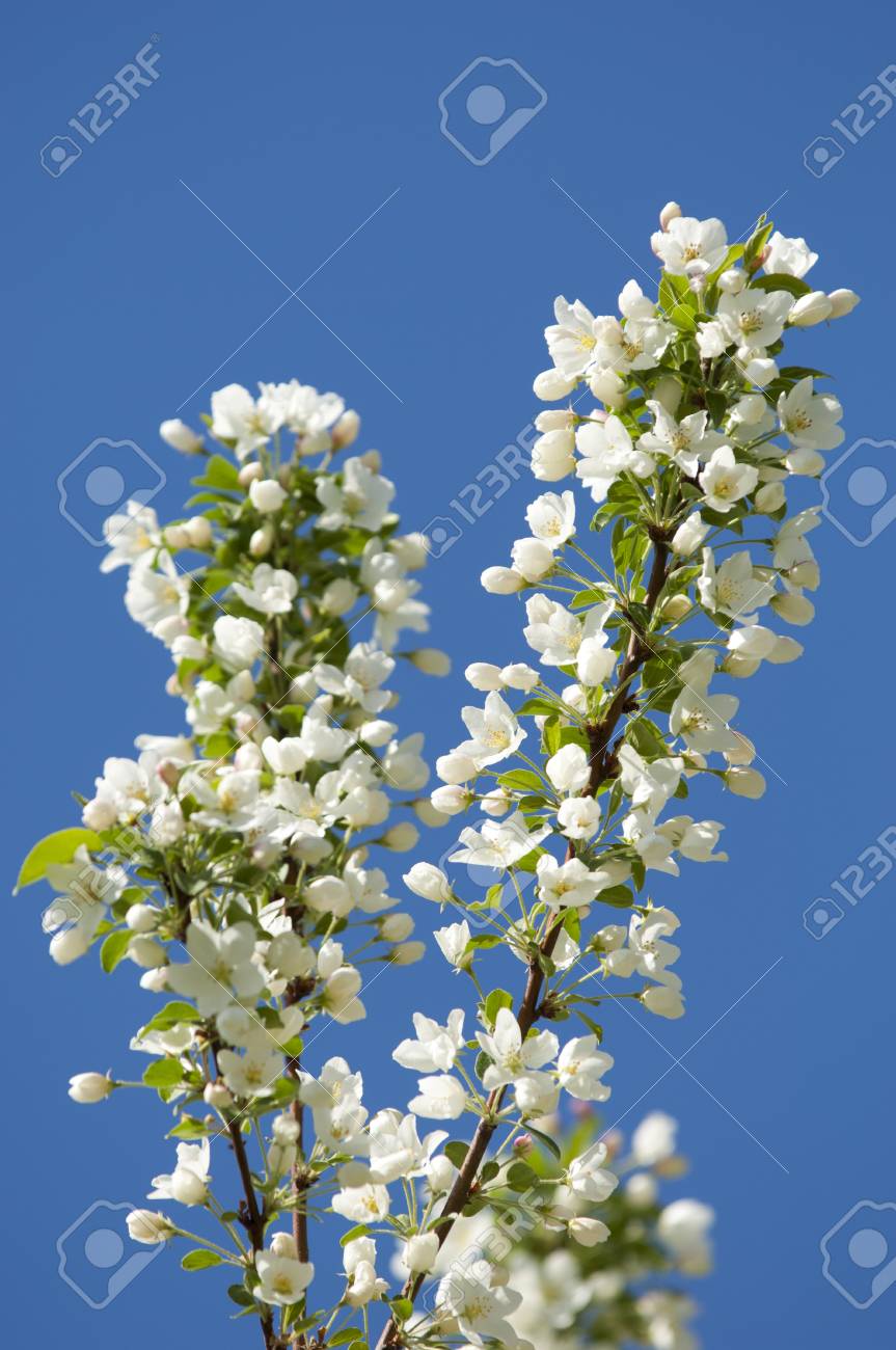 リンゴの木の花 春の庭 開花ツリー 花リンゴの木 春の公園で青空にりんごの木の美しい開花 の写真素材 画像素材 Image