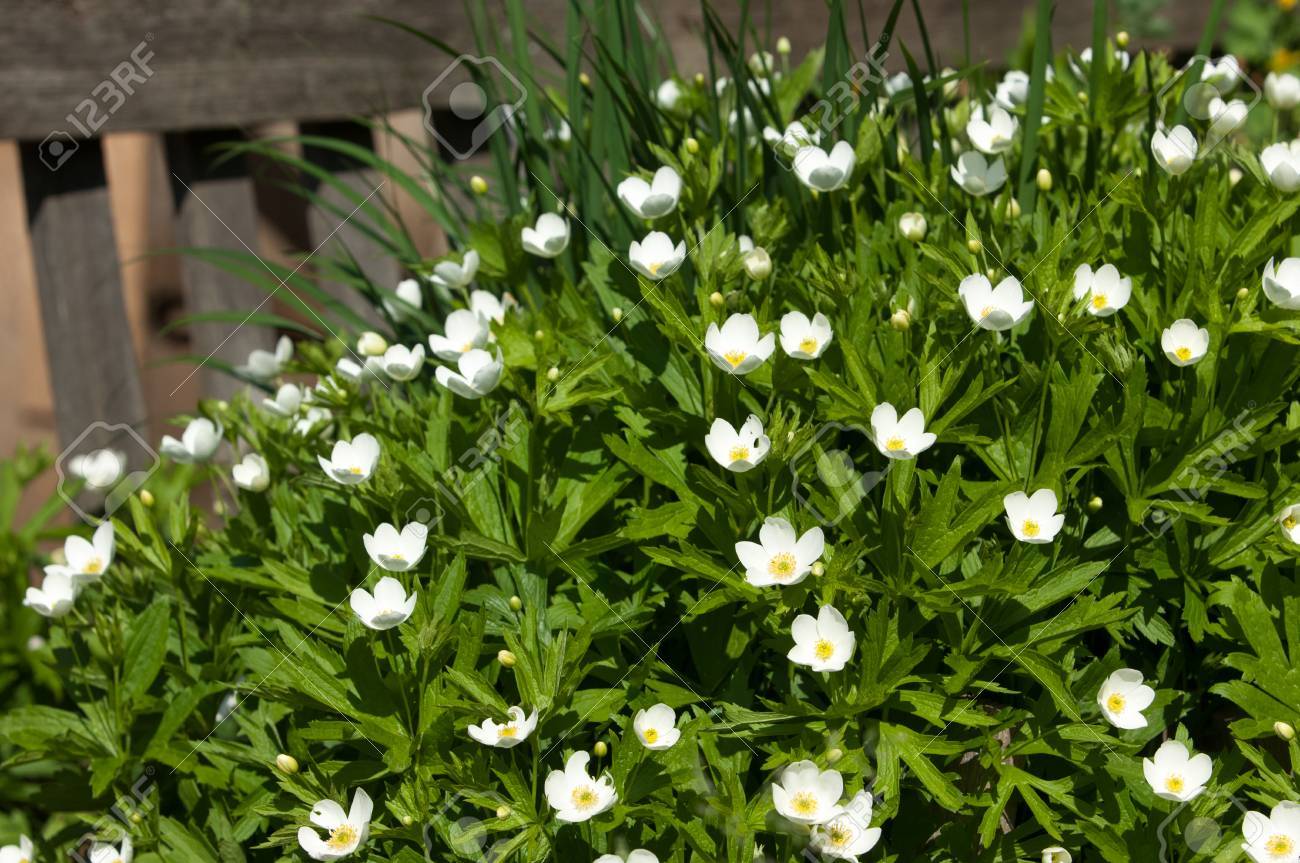 草の花 Carpenteria 美しい低木です Carpenteria 属の唯一の種 常緑低木で開花がカリフォルニア原産です の写真素材 画像素材 Image