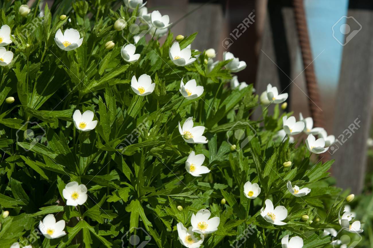 草の花 Carpenteria 美しい低木です Carpenteria 属の唯一の種 常緑低木で開花がカリフォルニア原産です の写真素材 画像素材 Image