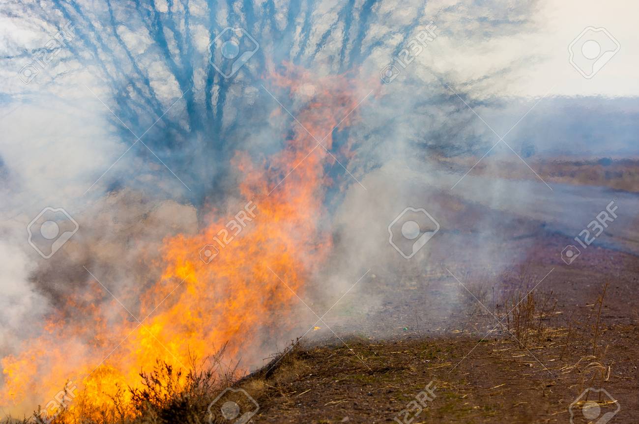 burning reeds. fire. early spring, withered reeds, careless handling of fire - 30780353 burning reeds. fire. early spring, withered reeds, careless handling of fire - 30780353