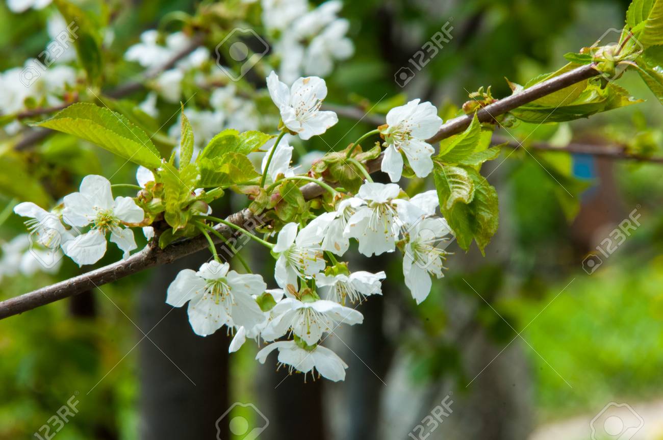 Printemps Pommiers En Fleurs Fleurs De Pomme Fleurs Blanches De Larbre De La Floraison Près Belle Fleur De Printemps De Larbre De Pommiers