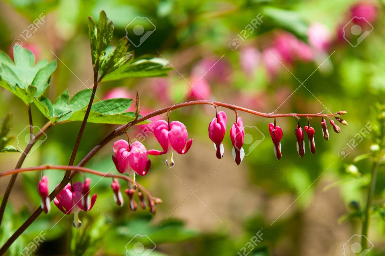 ケマンソウ 出血ハート ケマンソウ アジア オランダ人男性の砲尾 リラの花 の レディーバス 根茎のある草本多年生植物 の写真素材 画像素材 Image ケマンソウ 出血ハート ケマンソウ アジア オランダ人男性の砲尾 リラの花 の レディーバス 根茎のある草本多年生植物 の写真素材 画像素材 Image