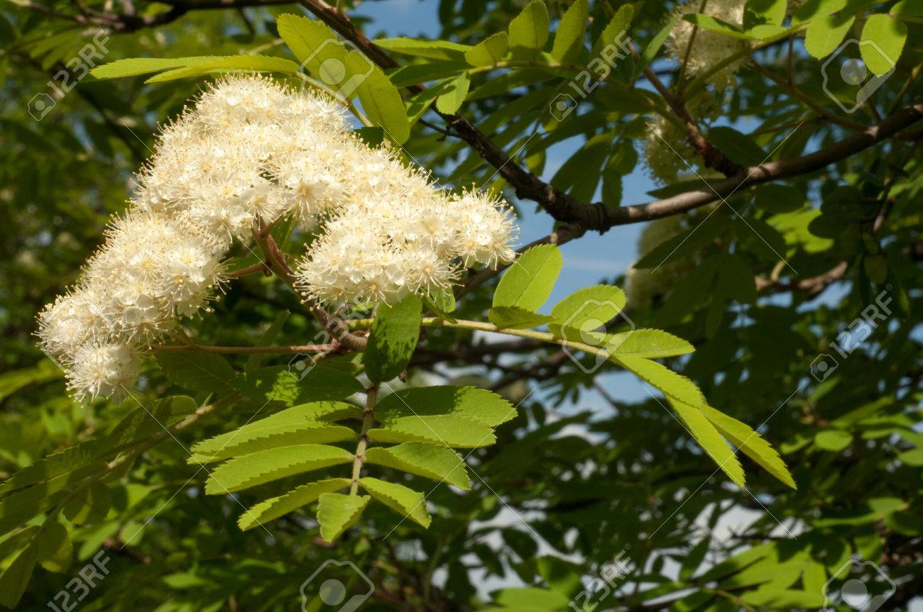 花ナナカマド 春にナナカマドを下げます ナナカマドの木の白い花 の写真素材 画像素材 Image