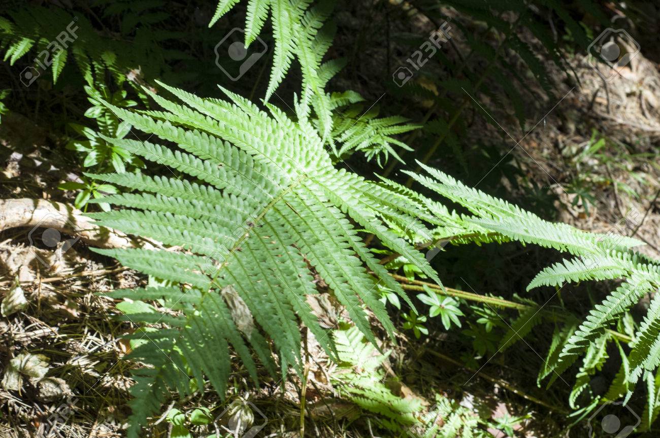 シダ 斑紋や緑豊かな葉を持ち 胞子葉の下側から解放によって再現隠花植物 の写真素材 画像素材 Image