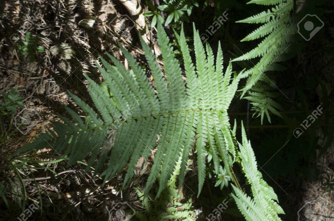 シダ 斑紋や緑豊かな葉を持ち 胞子葉の下側から解放によって再現隠花植物 の写真素材 画像素材 Image