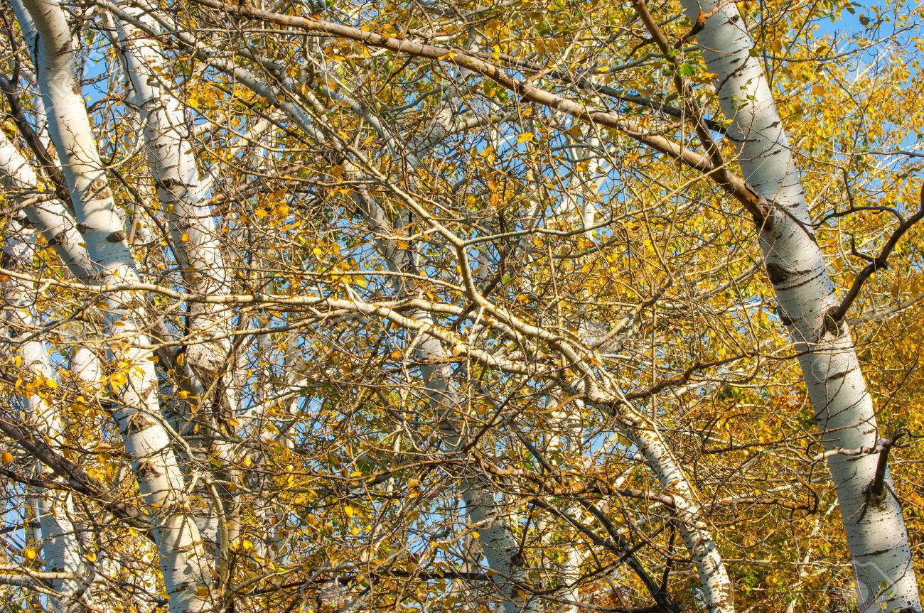 Texture Background Aspen Tree The Top Of The Tree The Tree Stock Photo Picture And Royalty Free Image Image