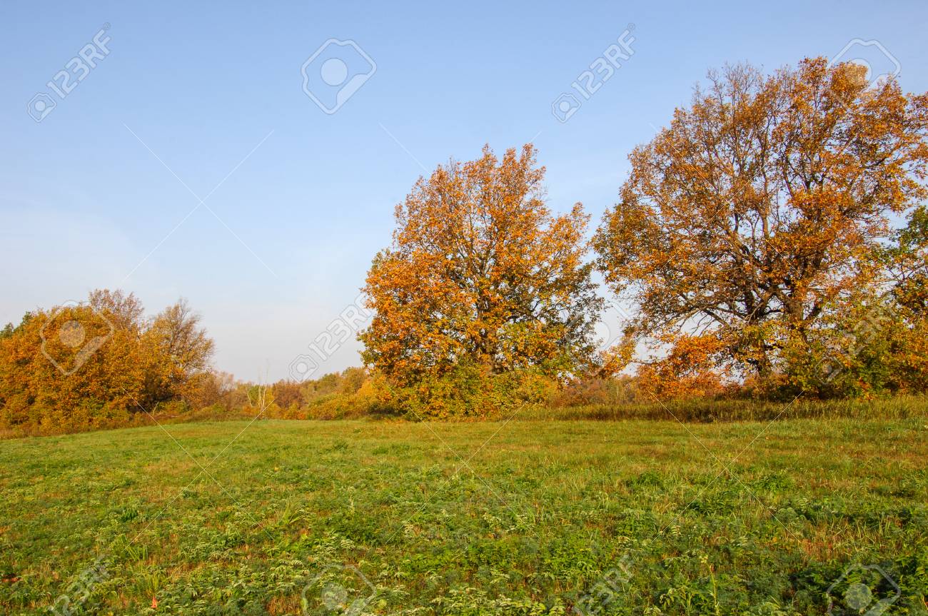 金の葉と秋の芝生のオークが立っています 秋の美しい孤独な木 秋の風景です の写真素材 画像素材 Image