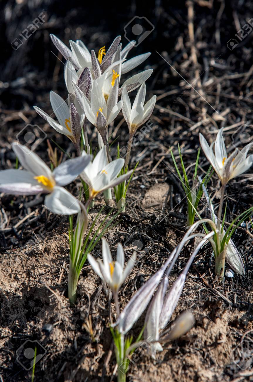 Azafrán Blanca, Campanilla Blanca, Una Planta Europea Con Bulbo Ampliamente Cultivada Que Lleva Flores Blancas Caídas Durante El Final Del Invierno. Fotos, Retratos, Imágenes Y Fotografía De Archivo Libres De Derecho. Image Azafrán Blanca, Campanilla Blanca, Una Planta Europea Con Bulbo Ampliamente Cultivada Que Lleva Flores Blancas Caídas Durante El Final Del Invierno. Fotos, Retratos, Imágenes Y Fotografía De Archivo Libres De Derecho. Image