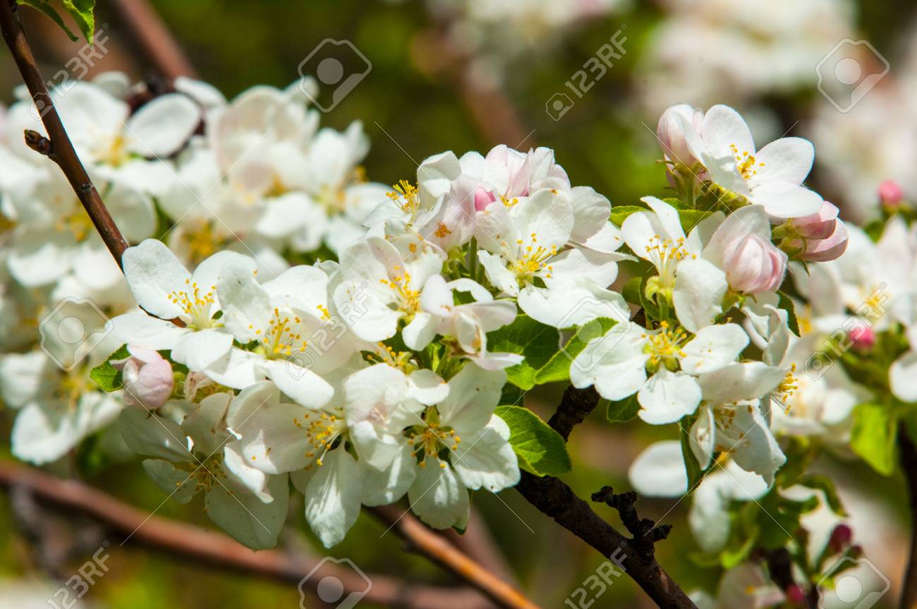 リンゴの花 果物の木の花 春 開花木のソフトな画像 白い背景の上の春のリンゴの花です 花咲くリンゴの木 美しい白い花 浅い被写し界 の写真素材 画像素材 Image