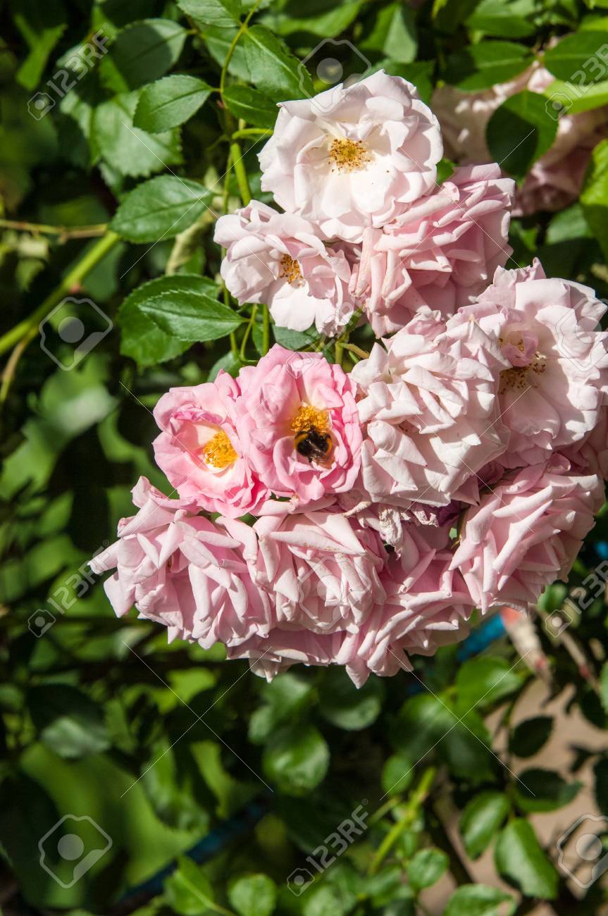 Hybrides Roses Thé Rose Thé Un Jardin Rose Avec Des Fleurs Qui Ont Un Parfum Délicat Dit à Ressembler à Celle Du Thé Un Hybride De Thé De La Grappe
