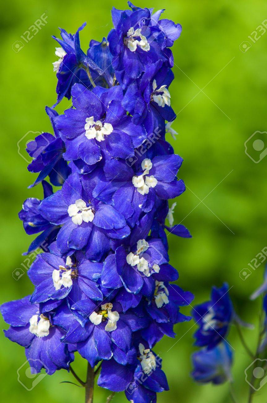 デルフィ ニウム 青い花の背の高い穂に耐えるバターの家族の人気のある園芸植物 の写真素材 画像素材 Image