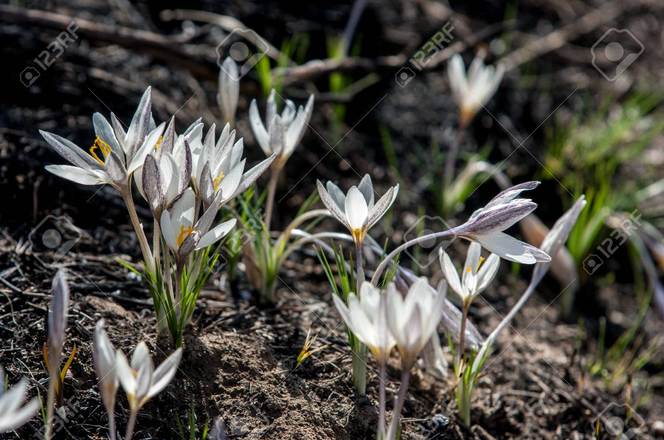白いクロッカス スノー ドロップ 後半の冬の間に垂れ下がった白い花に耐える広く栽培される球根のヨーロッパの植物 の写真素材 画像素材 Image