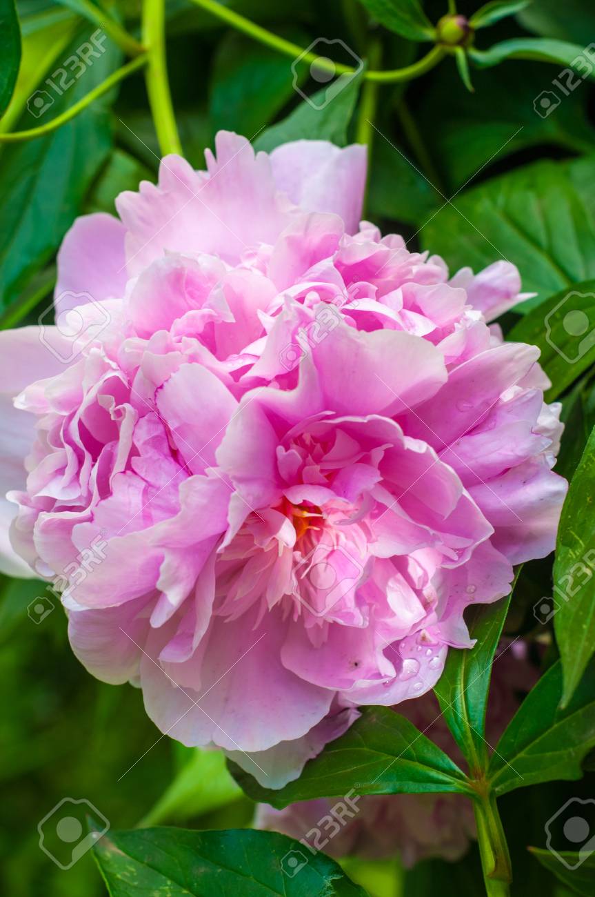 牡丹 大きな花は 観賞用の植物 主に 白 ピンク または明るい赤 の写真素材 画像素材 Image