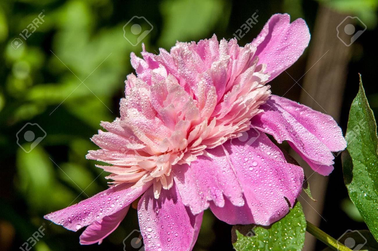 牡丹 大きな花は 観賞用の植物 主に 白 ピンク または明るい赤 の写真素材 画像素材 Image
