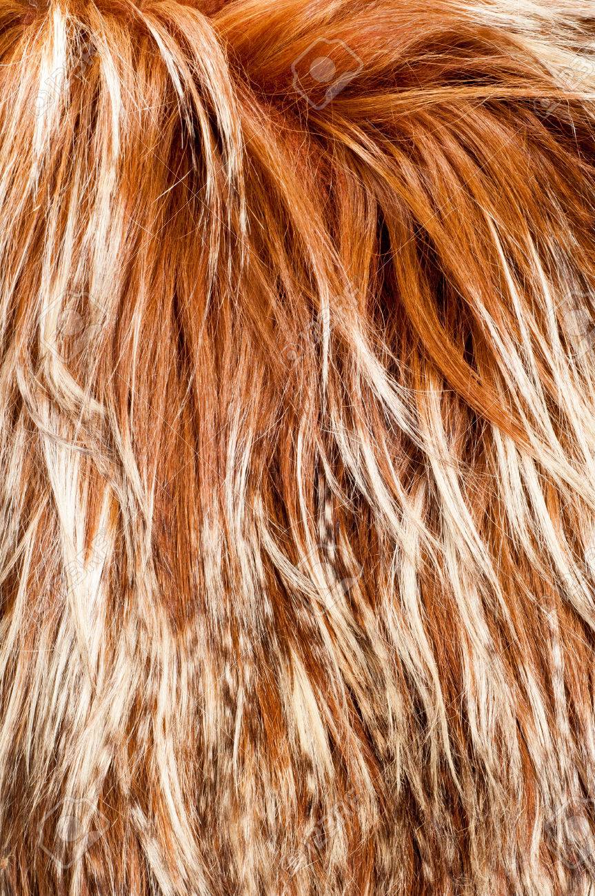 Yak Fur. Texture. Photographed In The Studio Stock Photo, Picture And Royalty Free Image. Image 60709627. Yak Fur. Texture. Photographed In The Studio Stock Photo, Picture And Royalty Free Image. Image 60709627.