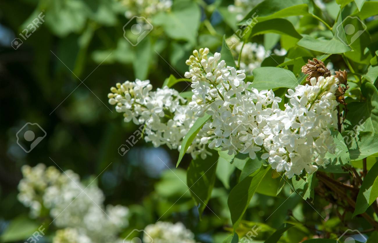 Texture Modèle Fond Fleurs De Lilas Dune Couleur Rose Violet Pâle Grand Arbuste De Jardin Avec Des Fleurs Odorantes Violettes Ou Blanches
